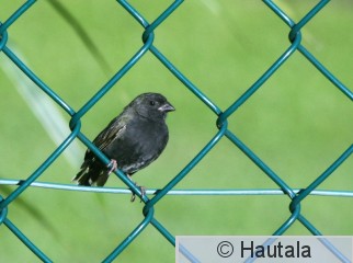 kultakaulusirkkunen, Tobago,7.jpg