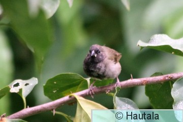 Samettisirkkunen, Tobago, 8.jpg