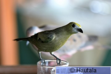 Palmutangara, Ruokailemassa, Tobago.jpg