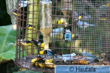 Piispatangara, Tobago, ja muita ruokittavia.jpg