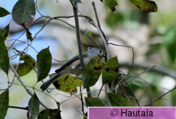 Puistotiainen, Tufted titmouse, Florida.JPG