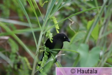 Pihaturbiaali, Tobago, 1.jpg