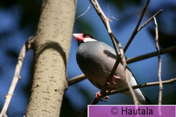 Hopeatityra, black- tailed tityra.JPG