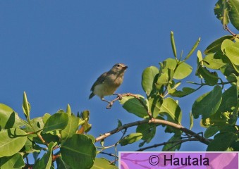 Pensasvireo, Tobago.jpg