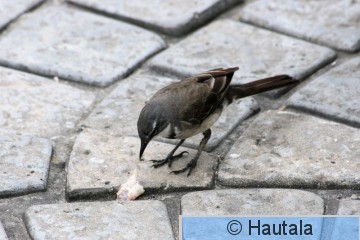 Savannivästäräkki, motacilla capensis,1.jpg