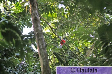 ca, Käkitrogoni, Tobago, 1.jpg