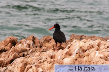 Afrikanmeriharakka, haematopus moquiini, 1.jpg