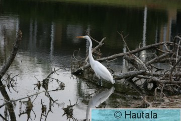 Jalohaikara, Florida.jpg