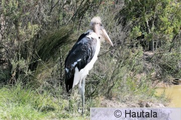 Afrikanmarabu-haikara, leptoptilos crumeniferus,  1.jpg