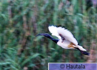 Pyhä iibis, threskiornis aethiopicus, Montagu, RSA, 11.jpg