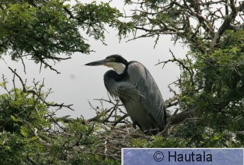 Kobolttihaikara, ardea melanocephala, Montagu, RSA, 3.jpg