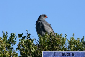 Kapinlauluhaukka, meliarex canorus, 2.jpg