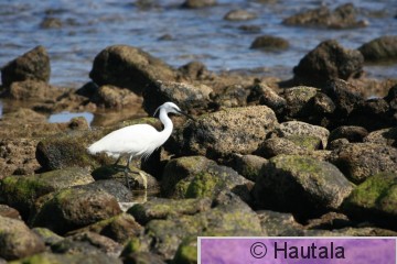 Silkkihaikara, Fuerteventura 3.JPG