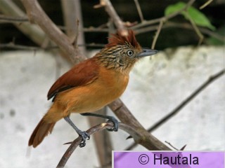 Raitapuumuura, Tobago, 5, naaras.jpg