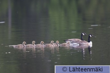 Kanadanhanhi8_Sastamala_5.6.2020_Reijo Lähteenmäki.jpg