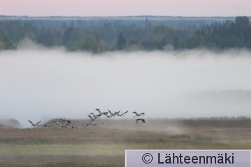 Kurki37_Kokemäki_29.8.2020_Reijo Lähteenmäki.jpg