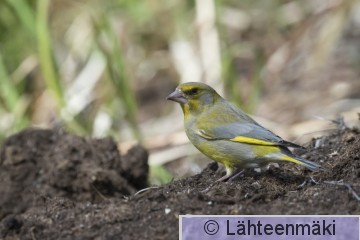 Viherpeuppo11_Sastamala23.5.2020_Reijo Lähteenmäki.jpg