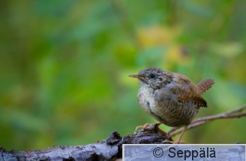 peukaloinen_Kuru200919_iso1.jpg