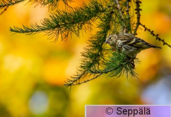 vihervarpunen_Tampere200921_iso2.jpg