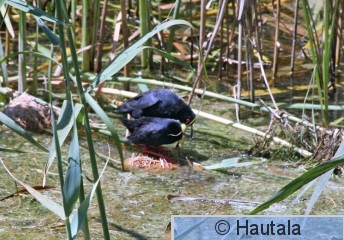 Mustahuitti, amdurornis flavirostris, 2.jpg