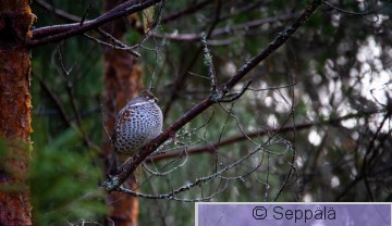 pyy_Kuru201018_iso2.jpg