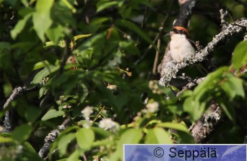 punapäälepinkäinen_Espoo110531_iso1.jpg