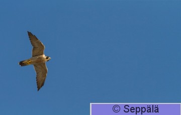 muuttohaukka_Mallorca180926_iso1_jatkettu.jpg