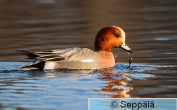 haapana_koiras_Tampere210416_iso2.jpg