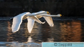 laulujoutsenet_Tampere210416_iso.jpg