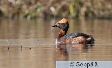 mustakurkku-uikku_Espoo110506_iso3.jpg