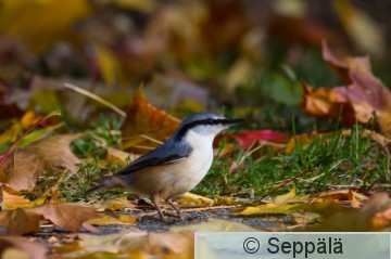 pahkinanakkeli_Tampere210927_iso.jpg