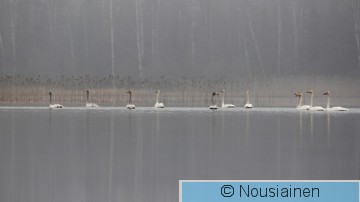 Laulujoutsen1a RS h14.jpg