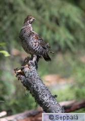 pyy_Kuru220630_iso2.jpg