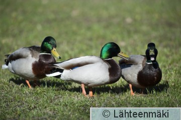 Sinisorsakoiraita_Reijo Lähteenmäki.jpg