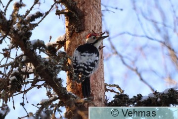 Valkoselkätikka3_Saukonv_2023-02-10.JPG