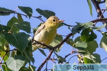 kultarinta_Uusikaupunki230730_iso.jpg