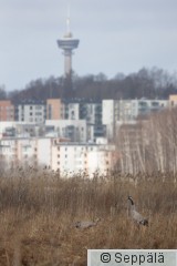 kurjet_Näsinneula_Tampere240408_iso.jpg