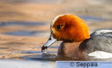 haapana_koiras_Tampere240408_iso.jpg