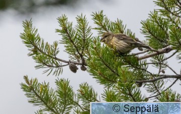 4_isokäpylintu_Kittilä240703_iso.jpg