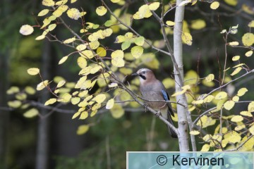 2010-10-10_004_Närhi_TimoKervinen.JPG