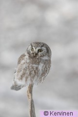 2010-01-09_022_Helmipöllö_TimoKervinen.JPG