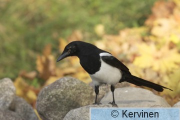 2010-10-05_057_Harakka_TimoKervinen.JPG