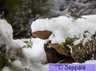 töyhtötiainen_Kuru241104_iso1.jpg