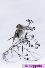 vuorihemppo_Lempäälä241209_iso2D.jpg
