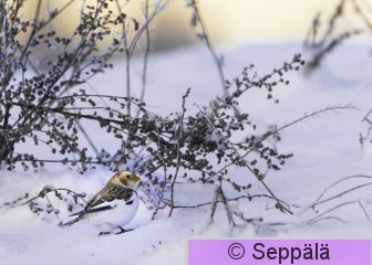 pulmunen_Lempäälä241209_iso3B.jpg
