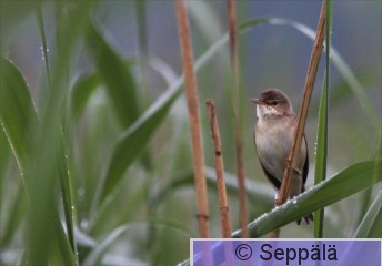 rytikerttunen_Helsinki110620_iso2b.jpg