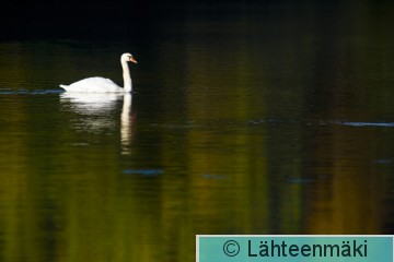 000027 Kyhmyjoutsen_26092010_Mouhijärvi Salmi Tupurlanjärvi.jpg