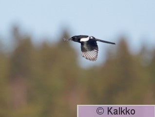 harakka 119.jpg