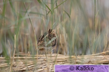 taivaanvuohi 034.jpg