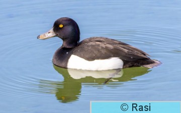 Tukkasotka-8.jpg